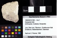 Foto (Objket + Etiketten) von Decapoda indet. 